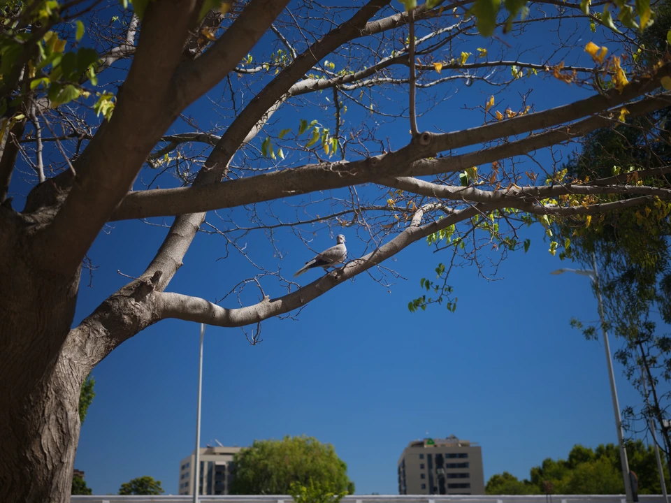 A pigeon among branches beneath the blue sky