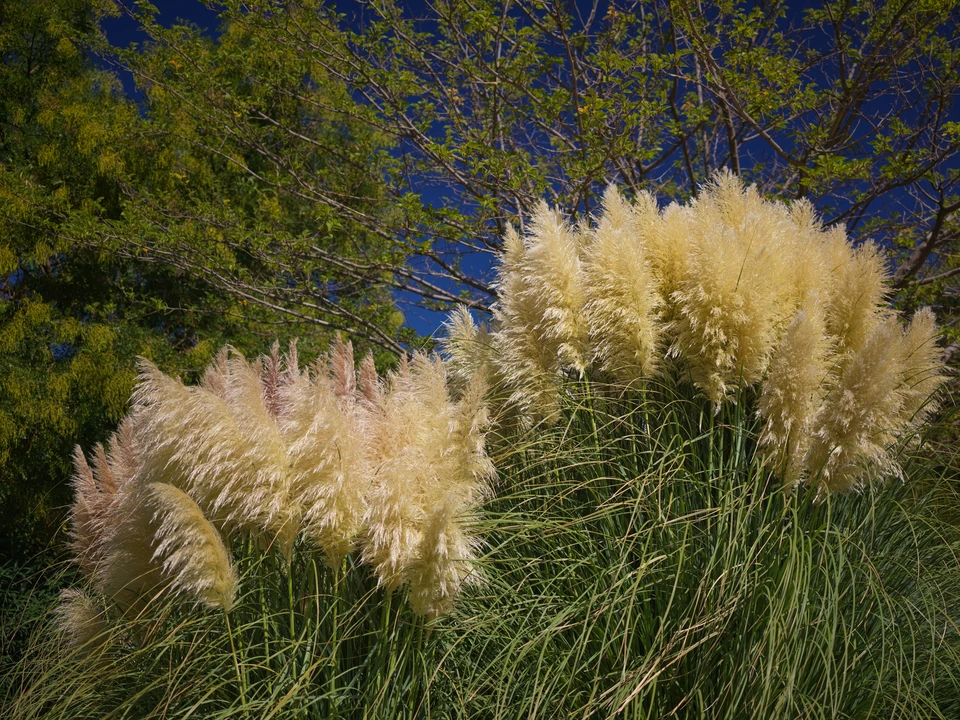 Sunlit grasses beneath the blue sky